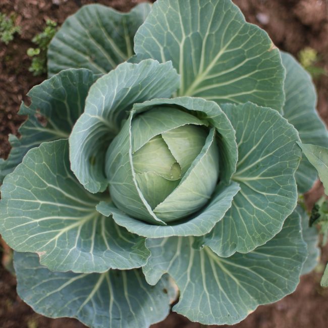 Cabbages growing at Muthaka Farm. Farming in Kenya